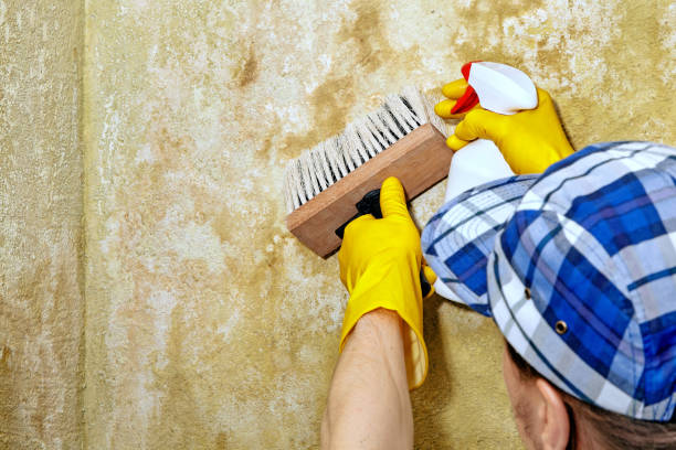 Best Mold Damage Restoration  in Rockport, TX