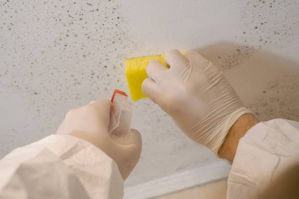 Best Basement Mold Removal  in Rockport, TX